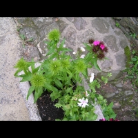 Oeillet du poete (6)